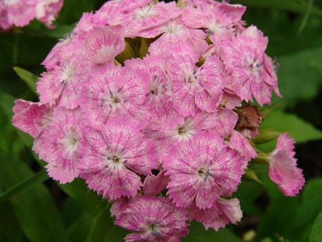 The dismissed buds of a pink beautiful carnation 