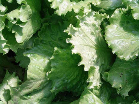 Fresh juicy green leaves of salad 