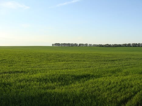 Green juicy grass on a solar field 