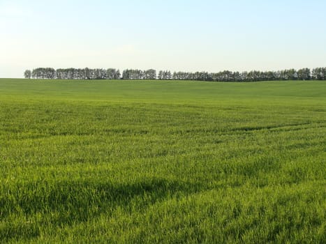 Green juicy grass on a solar field 