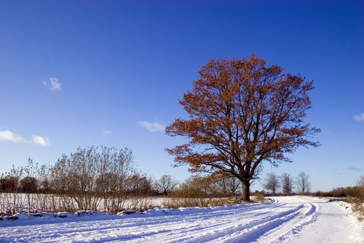 Country road with snow and oak tree with leafs