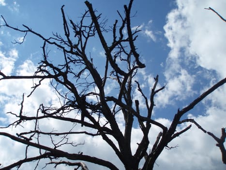 Dry tree against a sunset