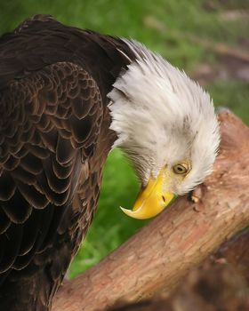 American eagle in Florida, U.S.