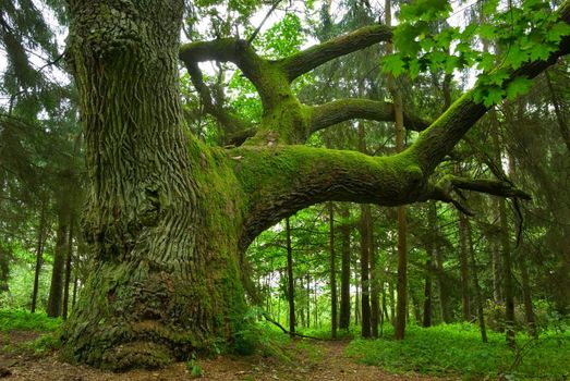Mighty oak in the wood - Mazury, Poland.
