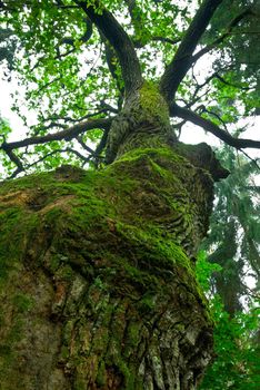 Tremendous oak tree - Mazury, Poland.