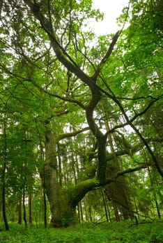 Oak tree in the forest - Mazury, Poland.