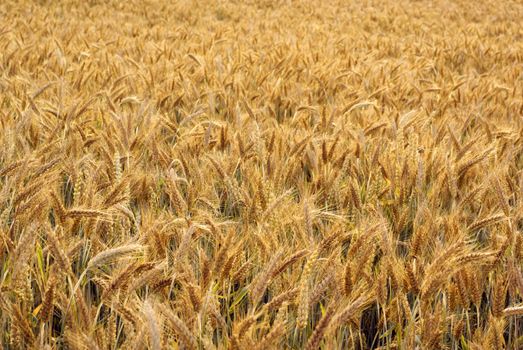 Triticale cultivation (hybrid of wheat and rye). Adobe RGB (1998).