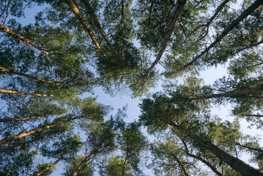 Pine trees all around - wide angle.