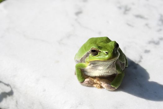 Green tree frog amphibian called on a white background