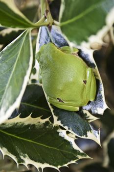 Green tree frog amphibian called on a white background