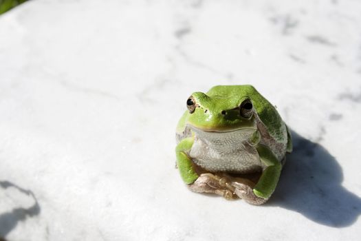 Green tree frog amphibian called on a white background