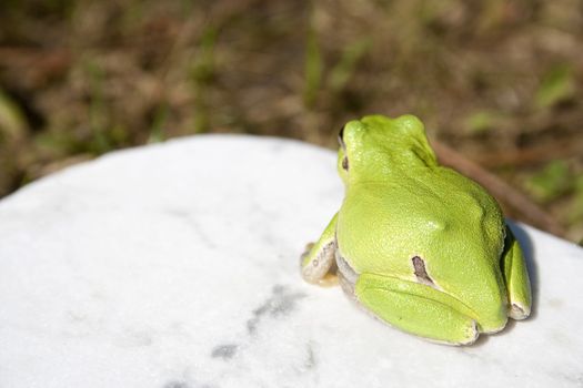 Green tree frog amphibian called on a white background