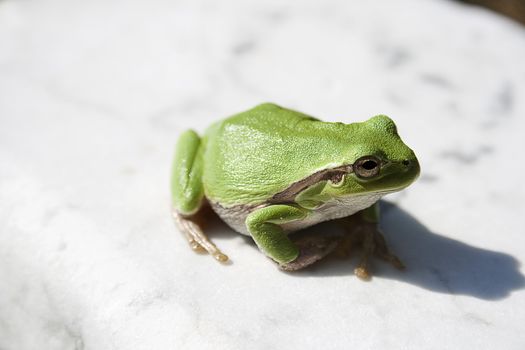 Green tree frog amphibian called on a white background