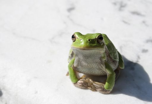 Green tree frog amphibian called on a white background