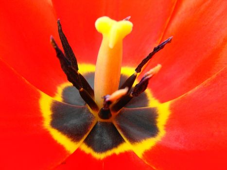 In the scarlet dismissed bud of a tulip