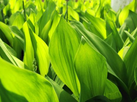 Dense green leaves of a lily of the valley on the sun