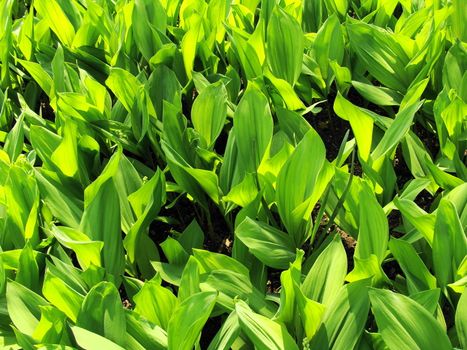 Dense green leaves of a lily of the valley on the sun