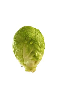 Brussel Sprout in Detail on bright background