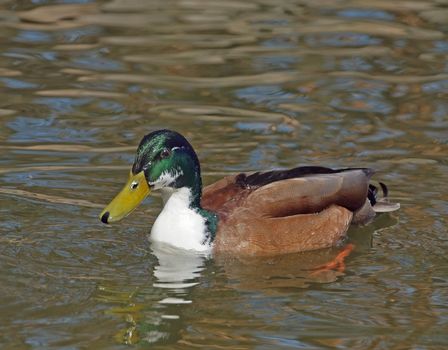 male mallard on the lake