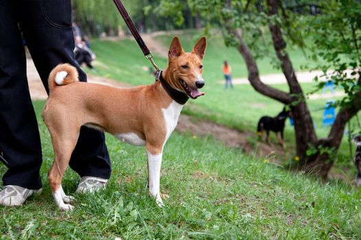 A standing basenji near its master in the park
