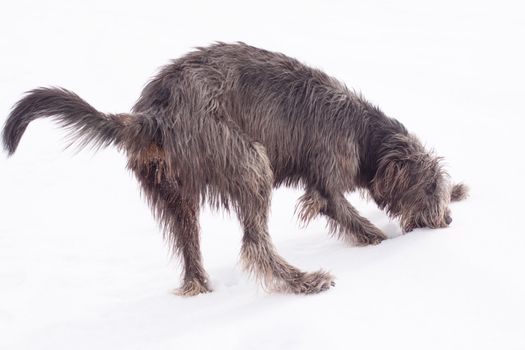 An irish wolfhound on the snow field
