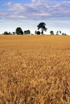 Farm field - triticale cultivation (hybrid of wheat and rye). Europe, Poland. Adobe RGB.