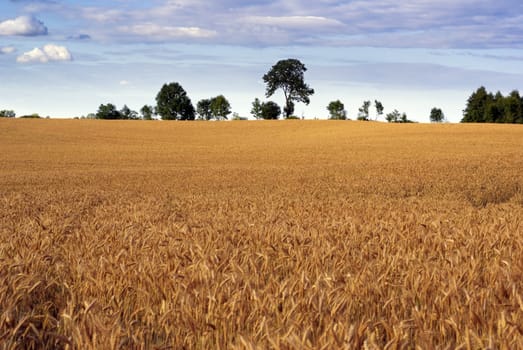Farm field - triticale cultivation (hybrid of wheat and rye). Europe, Poland. Adobe RGB.