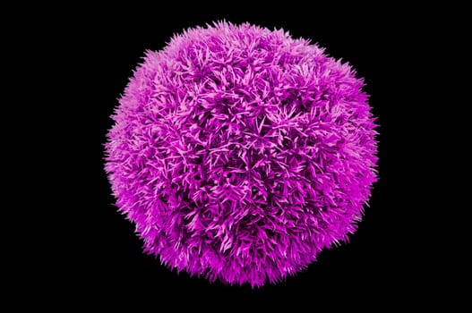 Big purple grass ball isolated on black