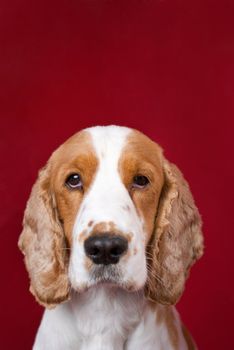 Mug shot like portrait of guilty, abandoned spaniel . Red copy space over head, intentional slight vignetting, selective focus on the eyes.