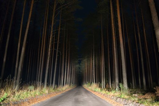 Night view of road in the forest lit by car light.