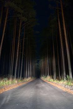 Road by night in the forest lit by car light.