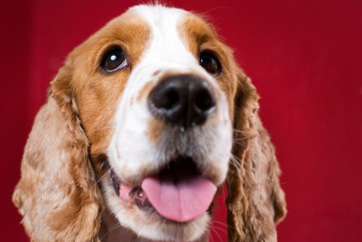 Cheerful Cocker Spaniel. Red copy space, intentional slight vignetting, shallow depth of field - focus only on the eyes.