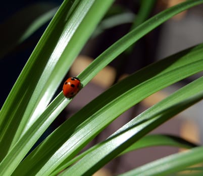 ladybird on green plant