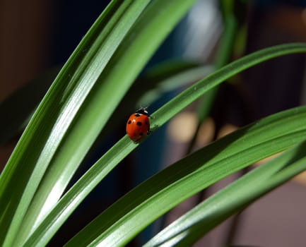 ladybird on green plant