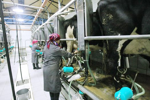 KHERSON REGION, UKRAINE - NOV 4:  Milkmaid  at State enterprise "Doslidnitsky economy" Askaniyskoe " during open doors day on November 04, 2007 in Kherson region, Ukraine