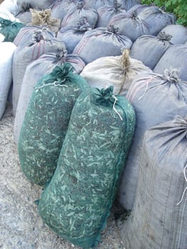  harvested olives in sacks agiculture production sacks