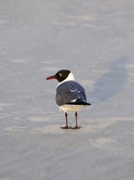 A black headed gull standing on sand.