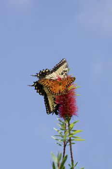 A tiger swallowtail butterfly and a gulf fritillary butterfly on the same red flower.