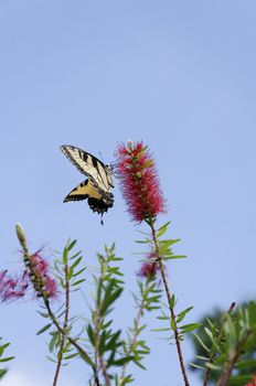 A tiger swallowtail butterfly on a red flower.