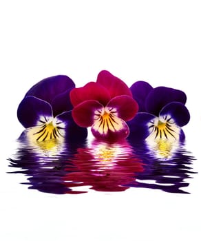 Beautiful violets over water. 