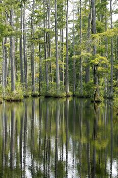 Cypress trees reflecting in the water at a lake.