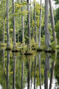 Cypress trees reflecting in the water at a lake.
