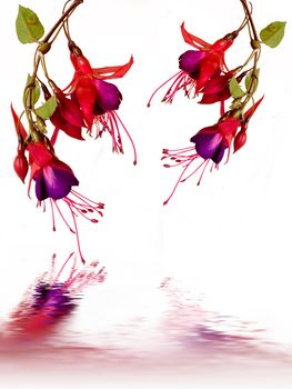 Fuschias with reflections  