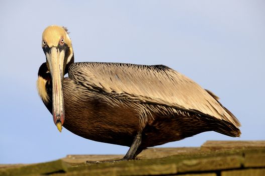 A brown pelican in the early morning light.