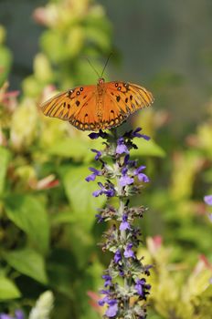 A gulf fritillary butterfly on purple flowers.