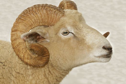A ram's head with large horns.