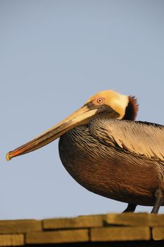 A brown pelican in the early morning light.