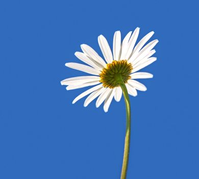 An image of a beautiful marguerite background