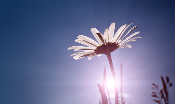 An image of a beautiful marguerite background