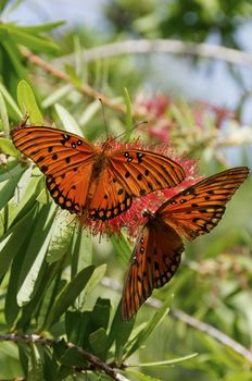 Two gulf fritillary butterflies on a red flower.